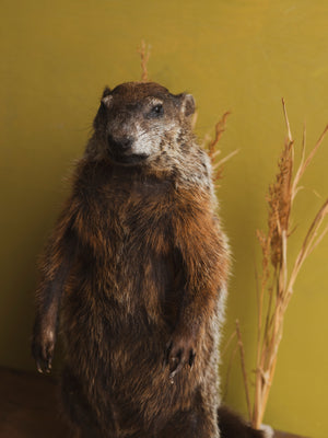 Woodchuck Taxidermy (Willy), TA318