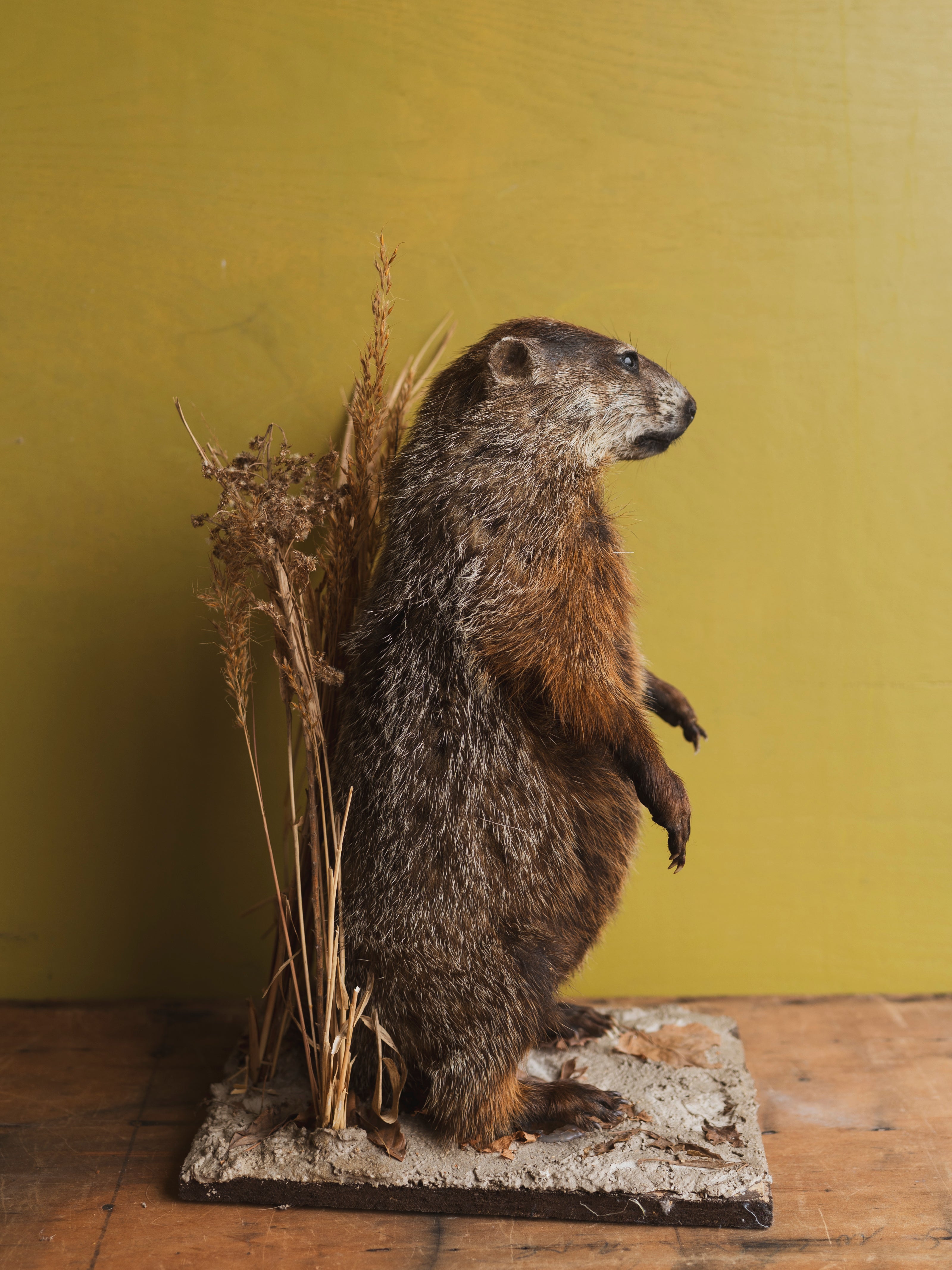 Woodchuck Taxidermy (Willy), TA318