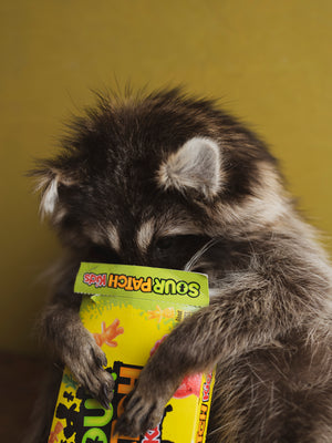 Sour Patch Raccoon Taxidermy (Riggs), TA61