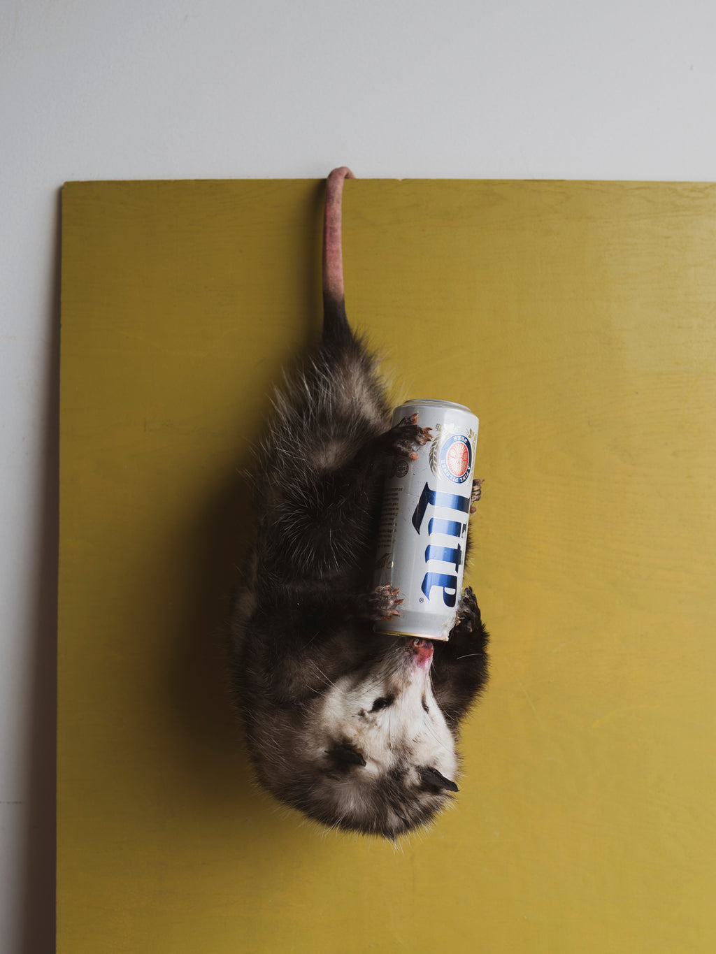 Miller Lite Hanging Opossum (Oscar), TA34