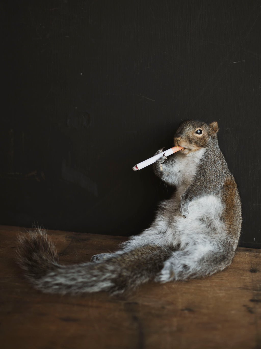 Smoking Squirrel Taxidermy (Sandy), TA430