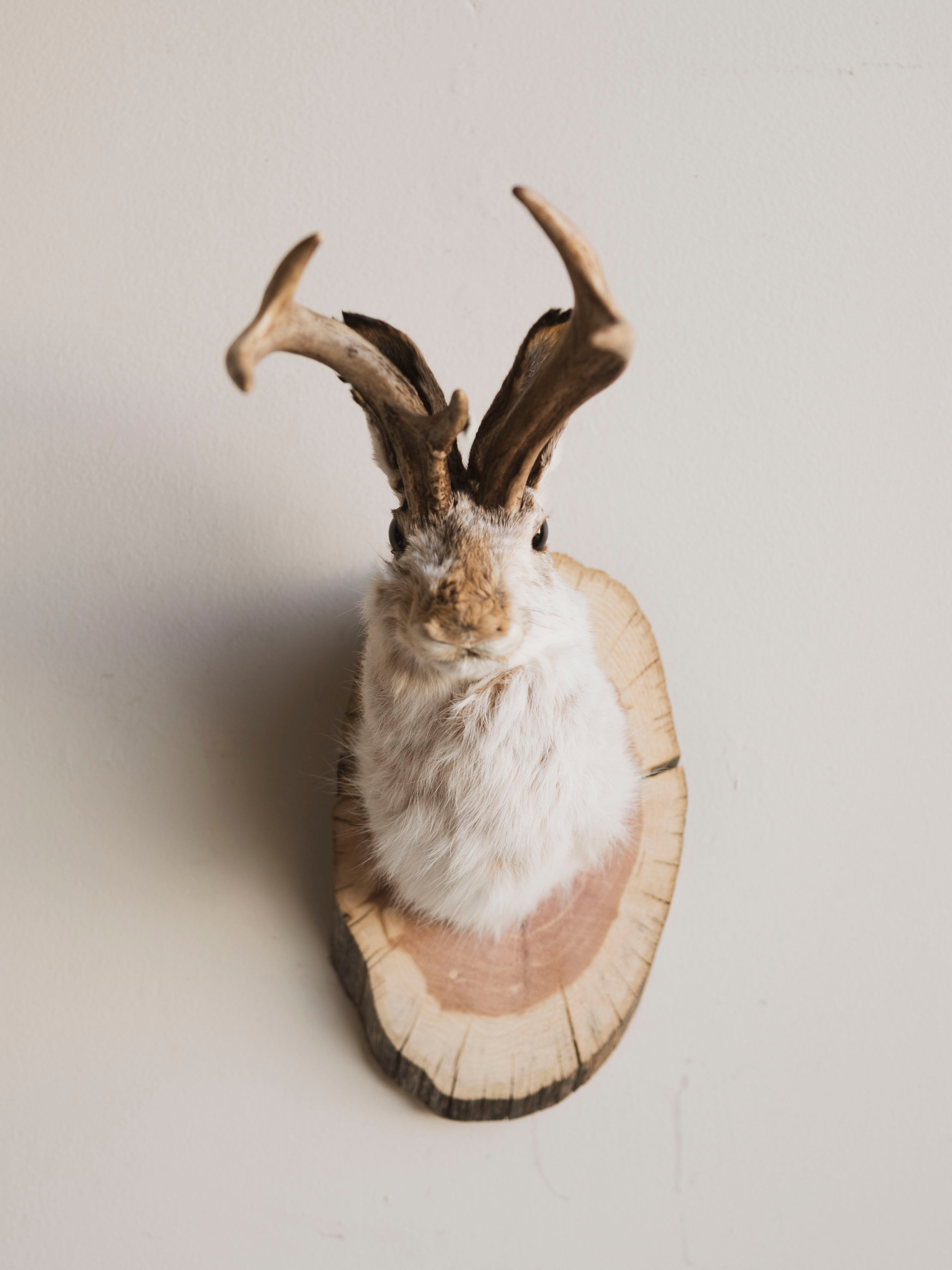Jackalope Taxidermy (Milo), TA589 – Black Moth