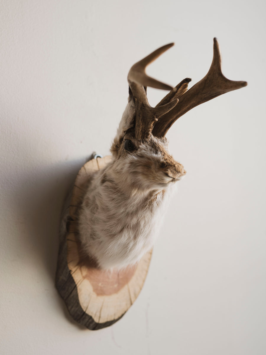 Jackalope Taxidermy (Milo), TA589 – Black Moth