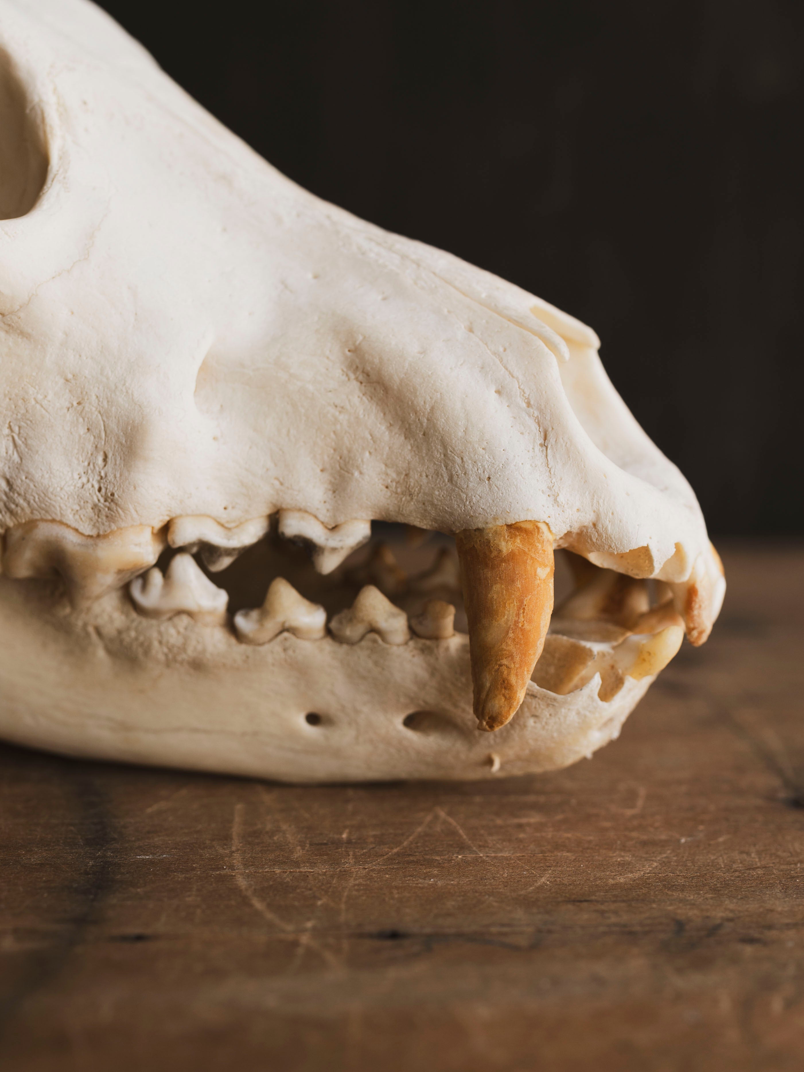 B Grade Timber Wolf Skull, SB1443 – Black Moth