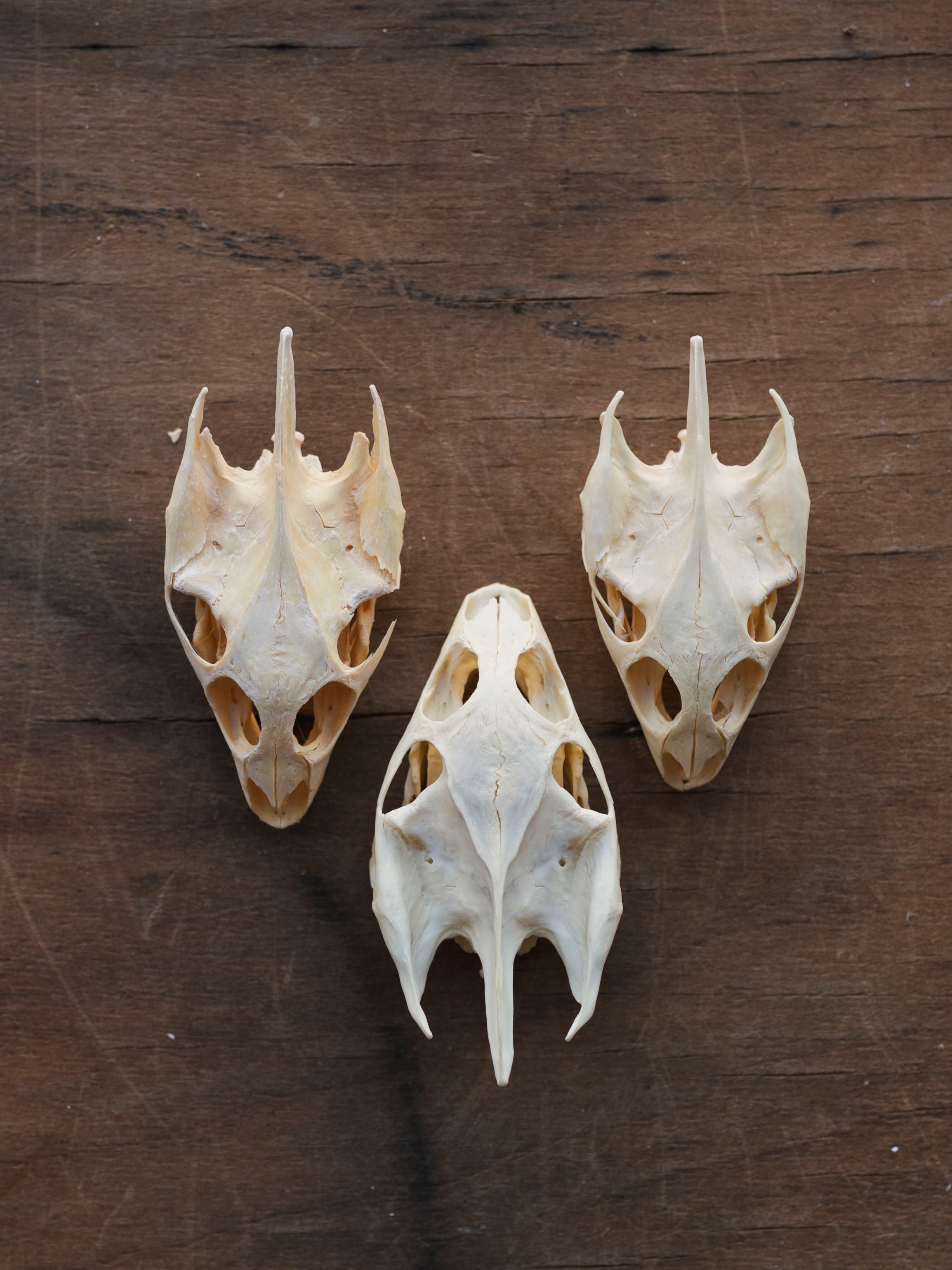 Spiny Softshell Turtle Skull, SB137 – Black Moth