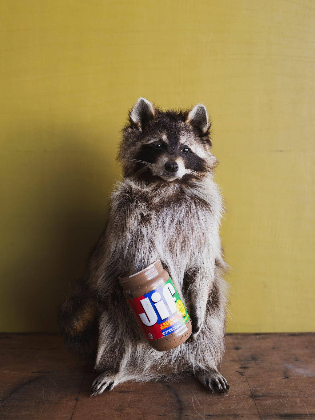 Peanut Butter Raccoon Taxidermy (The Nutty Professor), TA857