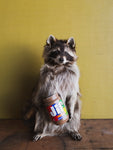 Peanut Butter Raccoon Taxidermy (The Nutty Professor), TA857