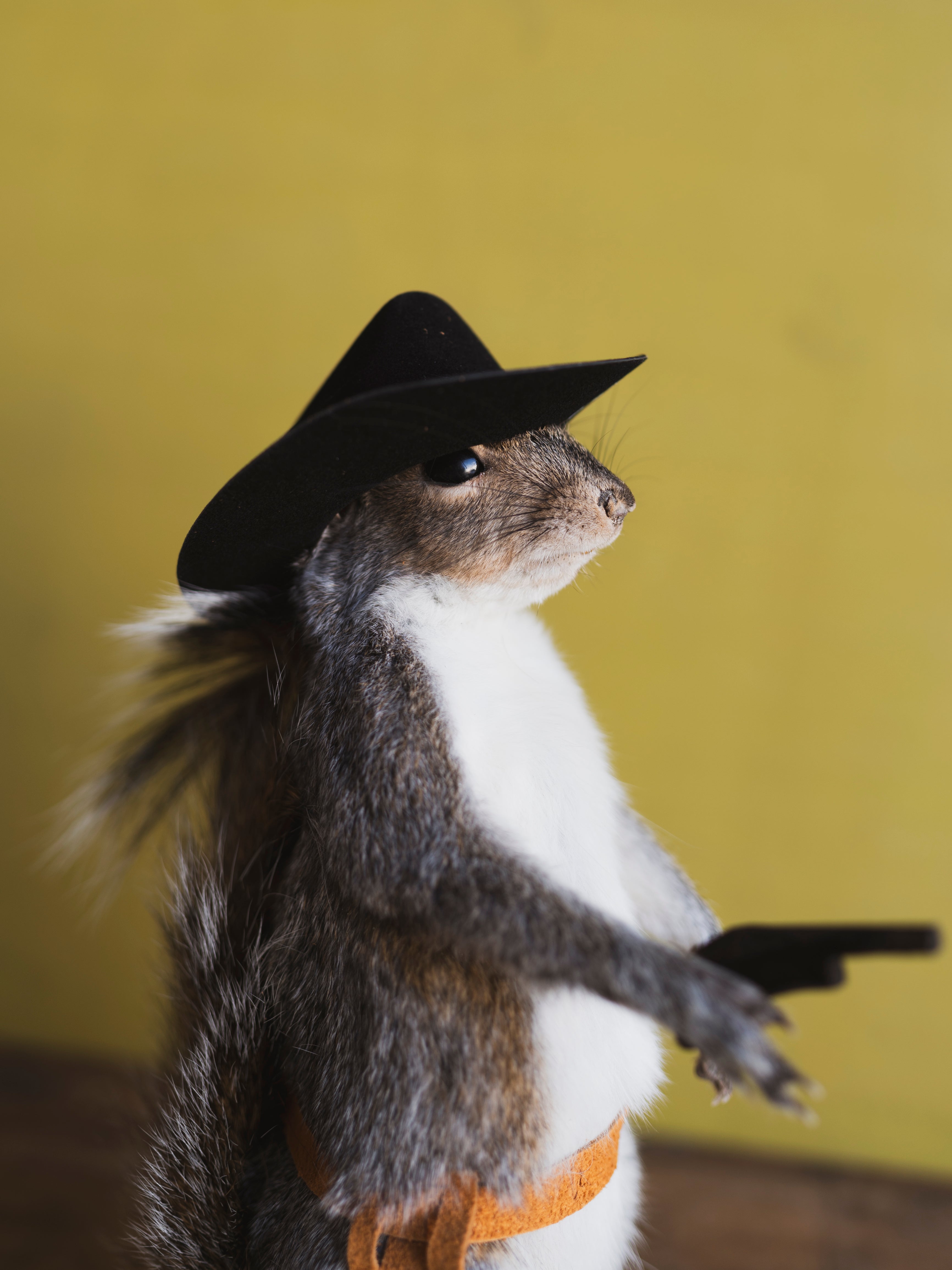 Cowboy Squirrel Taxidermy (Woody), TA855