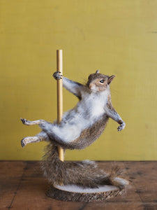 Stripper Squirrel Taxidermy (Theodore), TA851