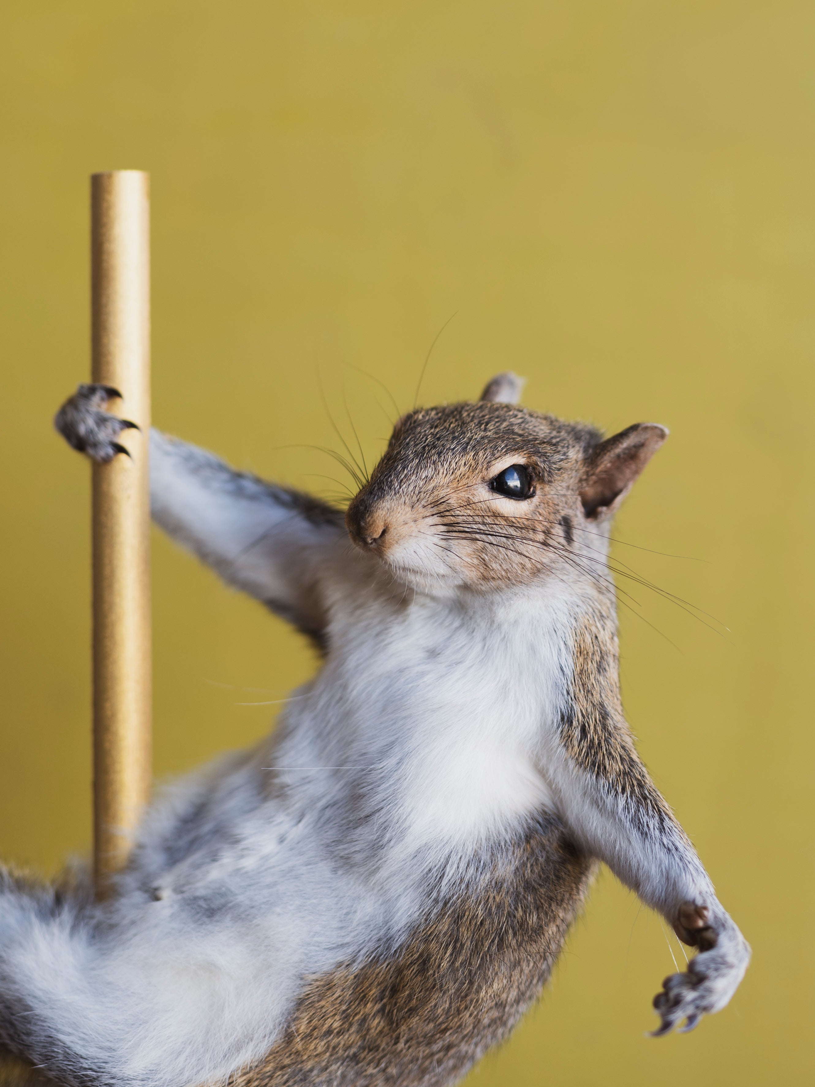 Stripper Squirrel Taxidermy (Theodore), TA851