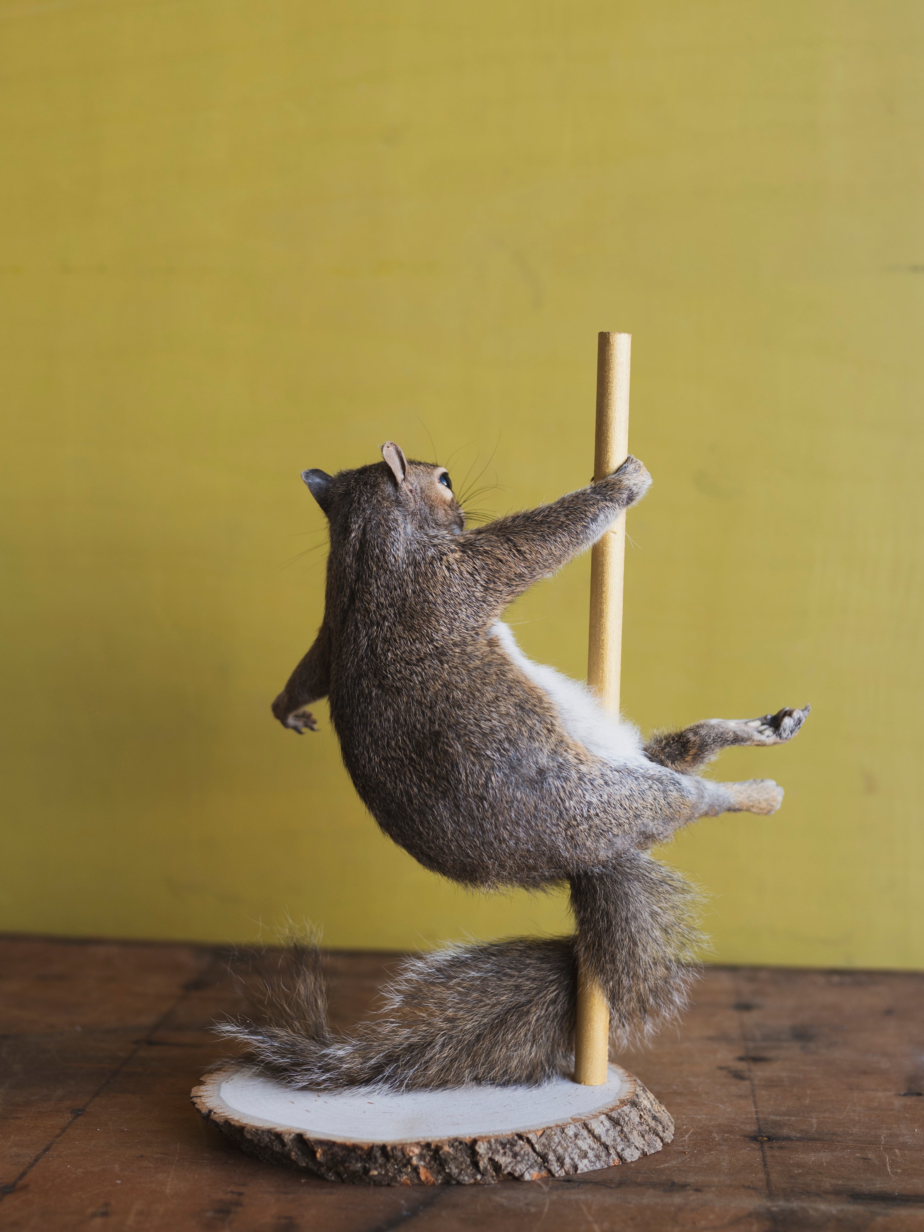Stripper Squirrel Taxidermy (Theodore), TA851
