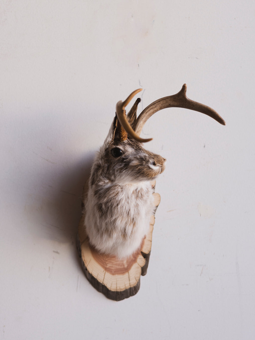 Jackalope Taxidermy (Juan), TA856