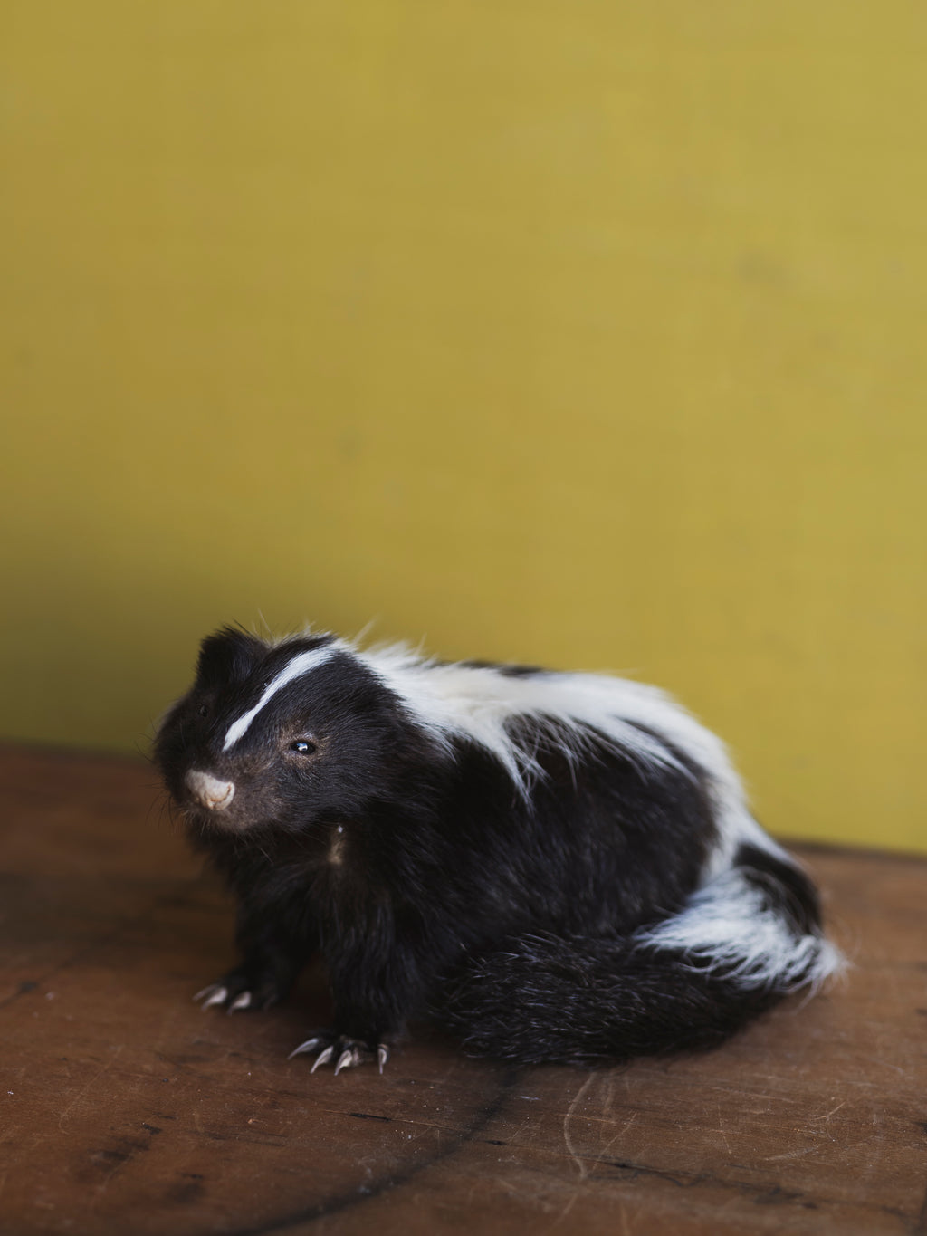 Juvenile Skunk Taxidermy (Solana), TA847