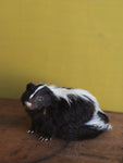 Juvenile Skunk Taxidermy (Solana), TA847