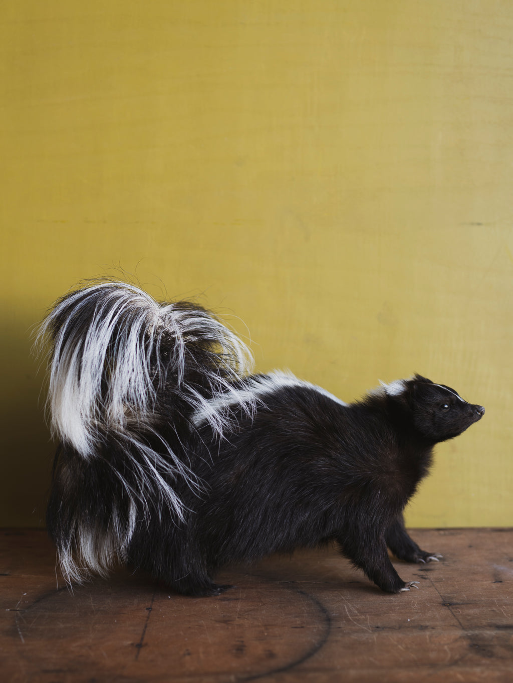 Skunk Taxidermy (Suki), TA848