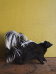 Skunk Taxidermy (Suki), TA848