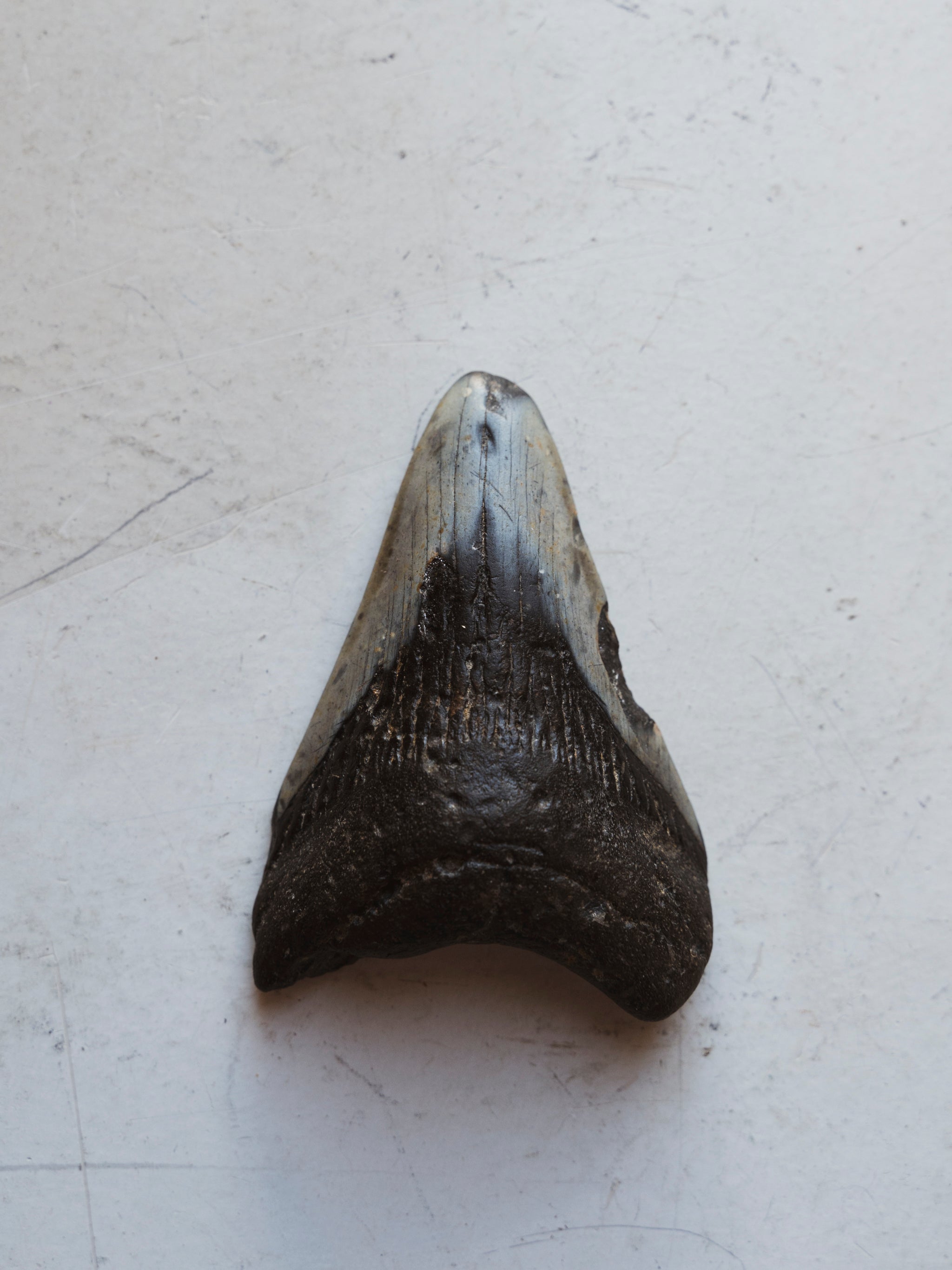 3.8" Fossilized Megalodon Shark Tooth, RM423
