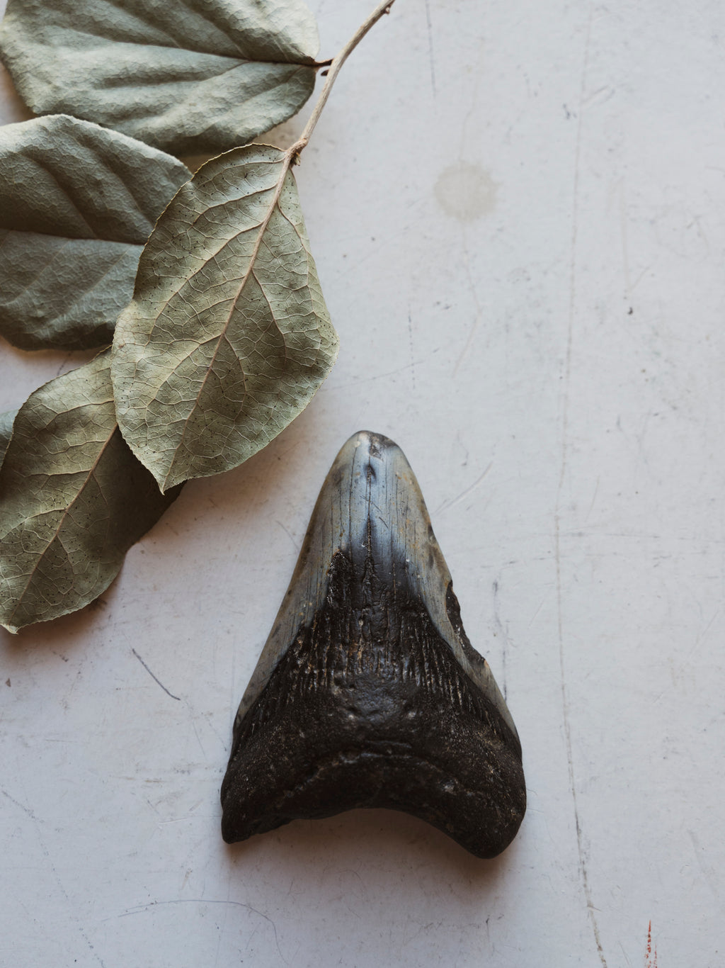 3.8" Fossilized Megalodon Shark Tooth, RM423