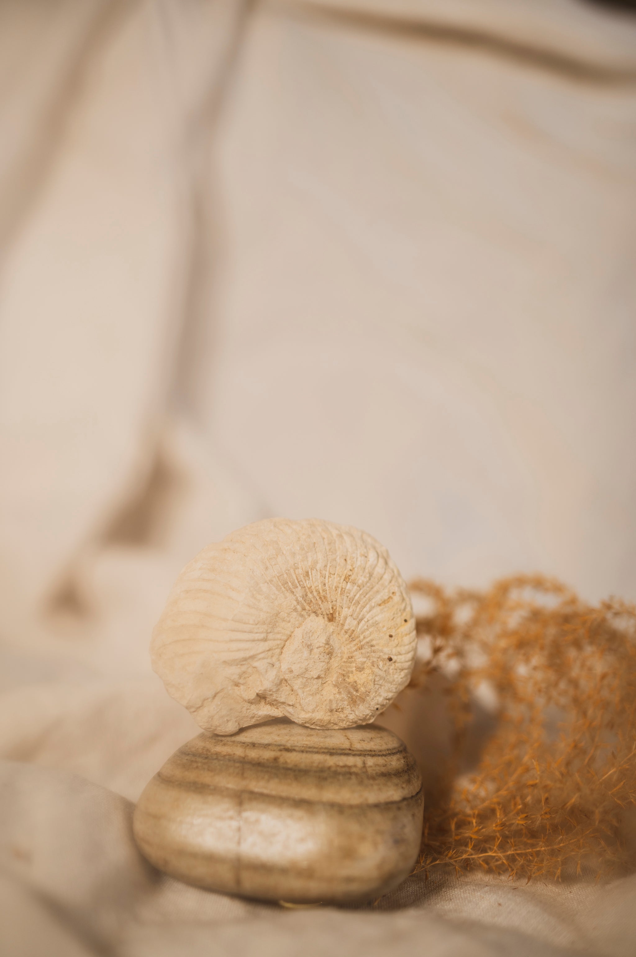 2.75" Fossilized Dactylioceras Ammonite, RM369