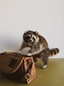 Full Body Raccoon Taxidermy w/ Basket, NA165