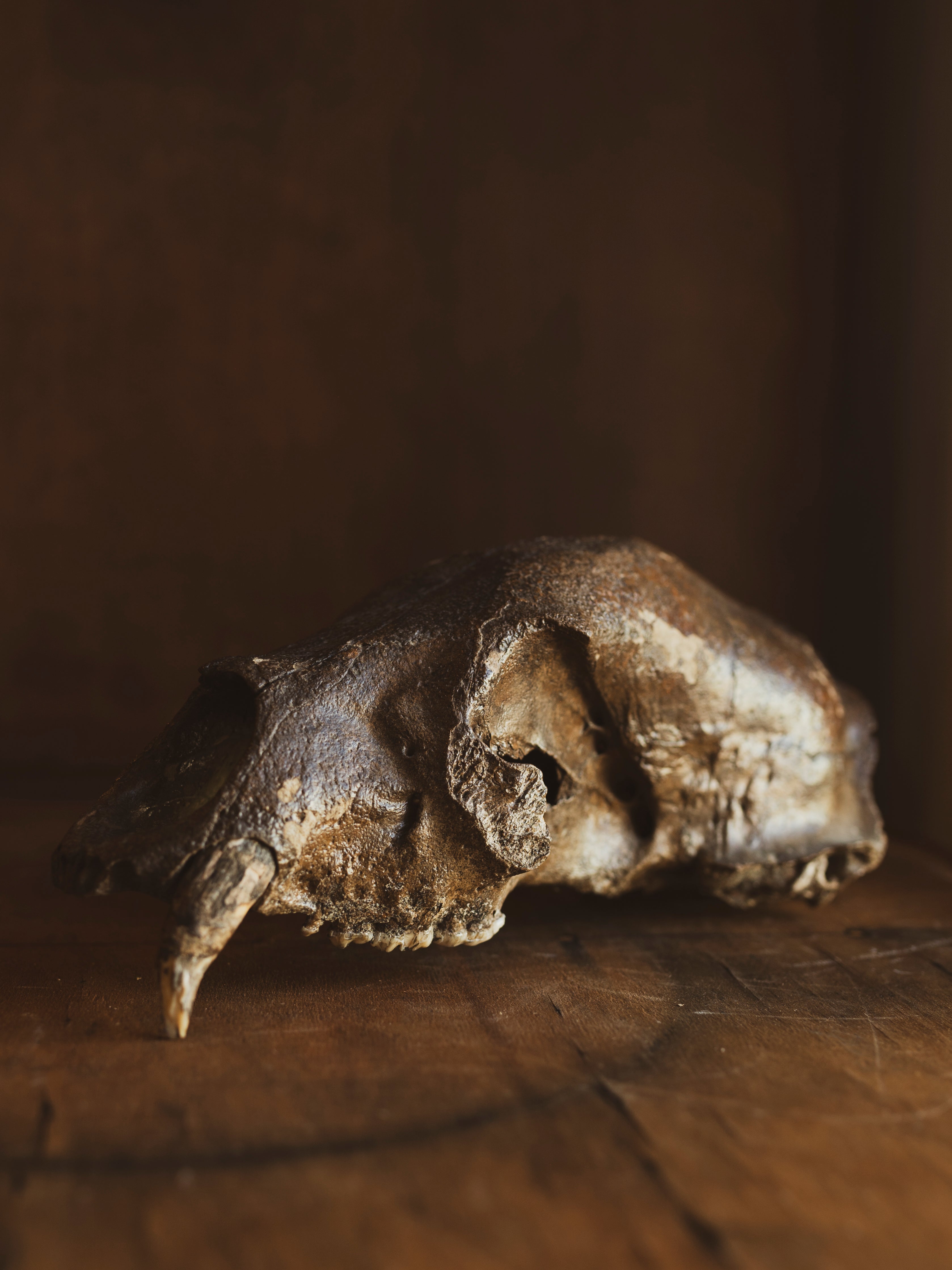 Fossilized Brown Bear Skull, SB515