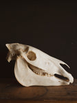 Zebra Skull, SB315