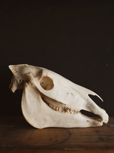 Zebra Skull, SB315