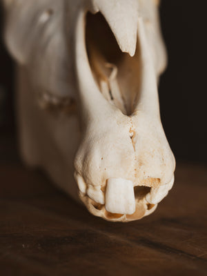 Zebra Skull, SB315