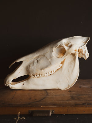 Zebra Skull, SB315