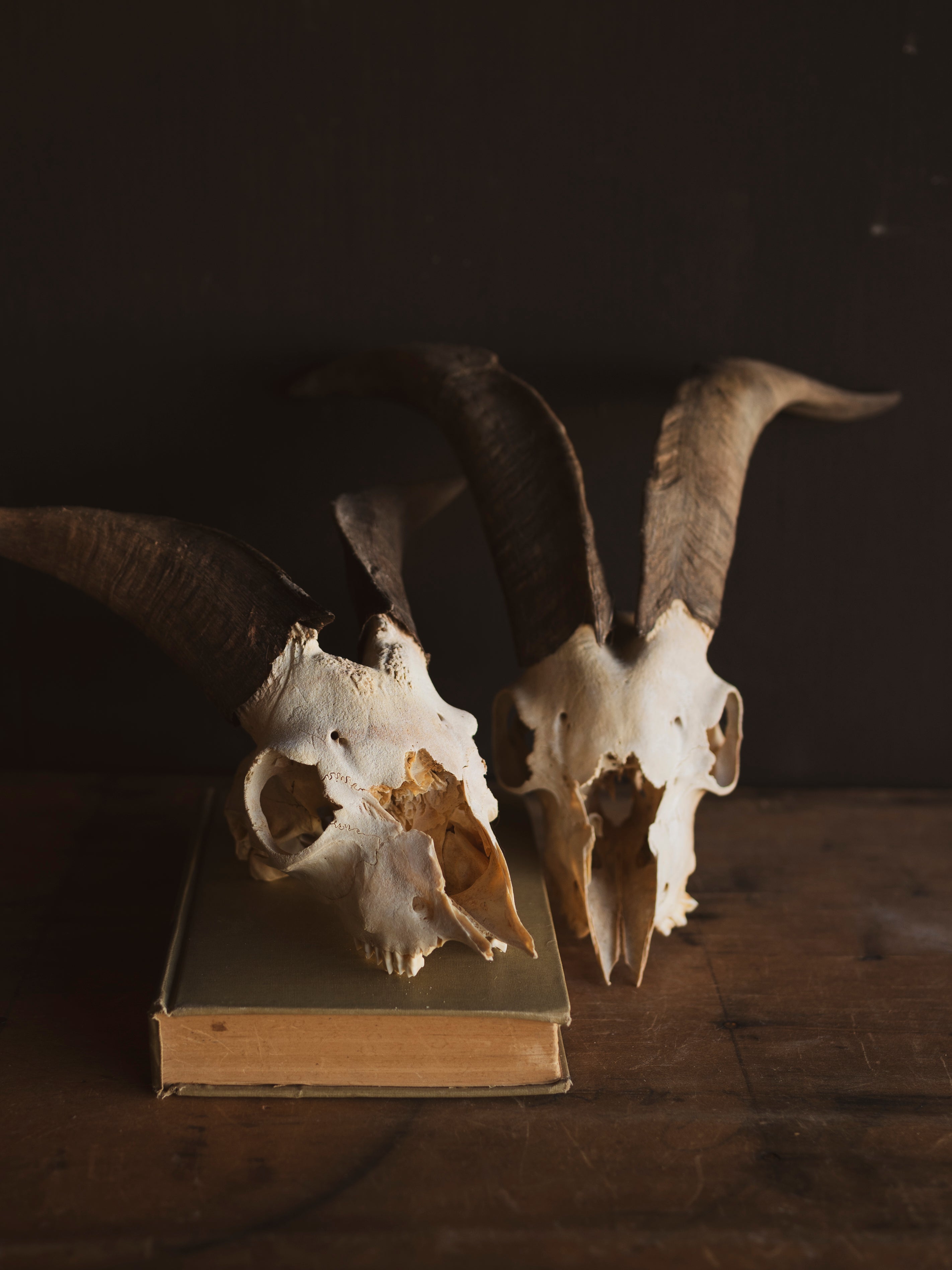 8" Domestic Goat Skull, SB822