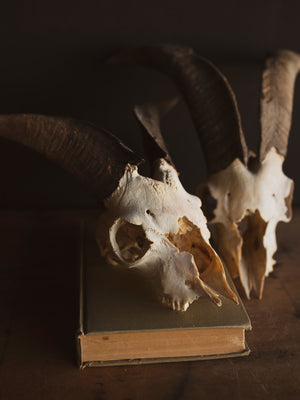 8" Domestic Goat Skull, SB822