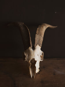 8" Domestic Goat Skull, SB822