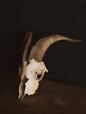 8" Domestic Goat Skull, SB822