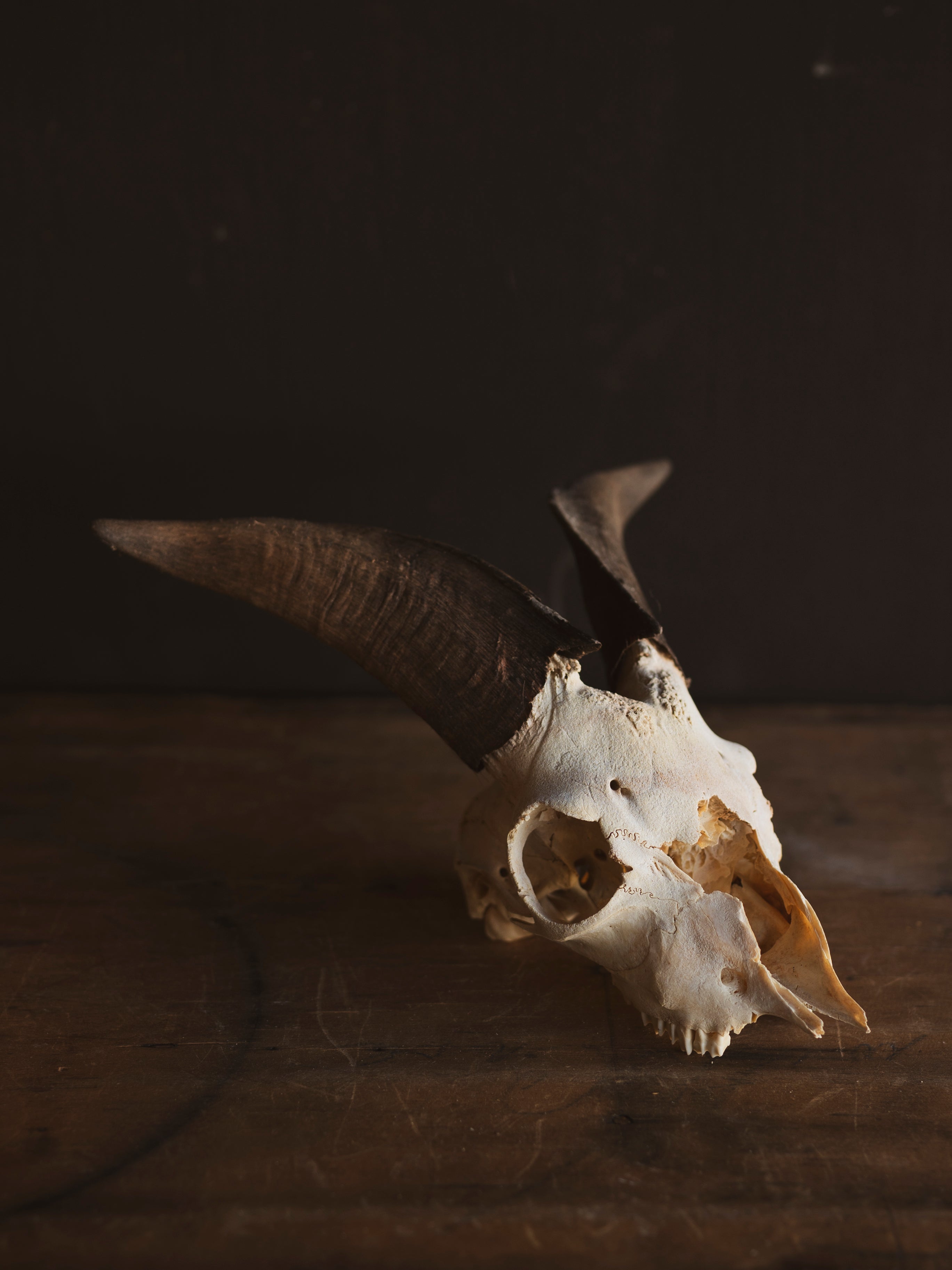 8" Domestic Goat Skull, SB822