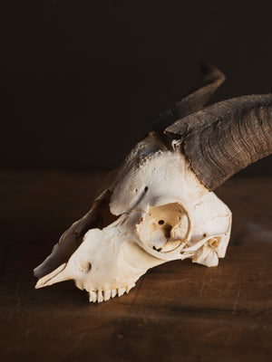 8" Domestic Goat Skull, SB822