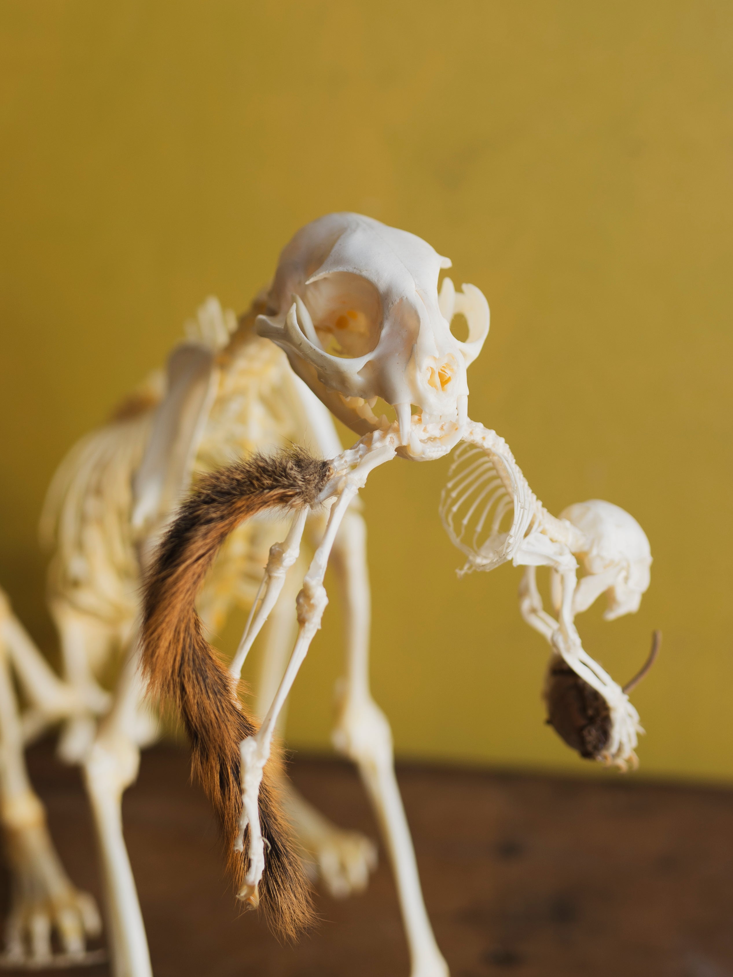 13" Articulated Full Body Cat and Squirrel Skeleton, CO80