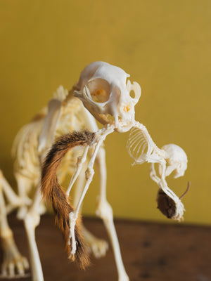 13" Articulated Full Body Cat and Squirrel Skeleton, CO80