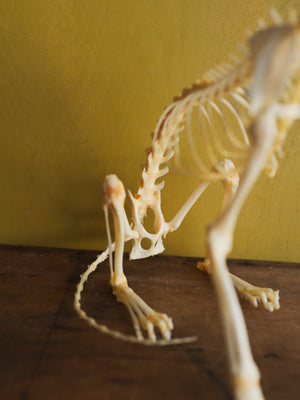 13" Articulated Full Body Cat and Squirrel Skeleton, CO80