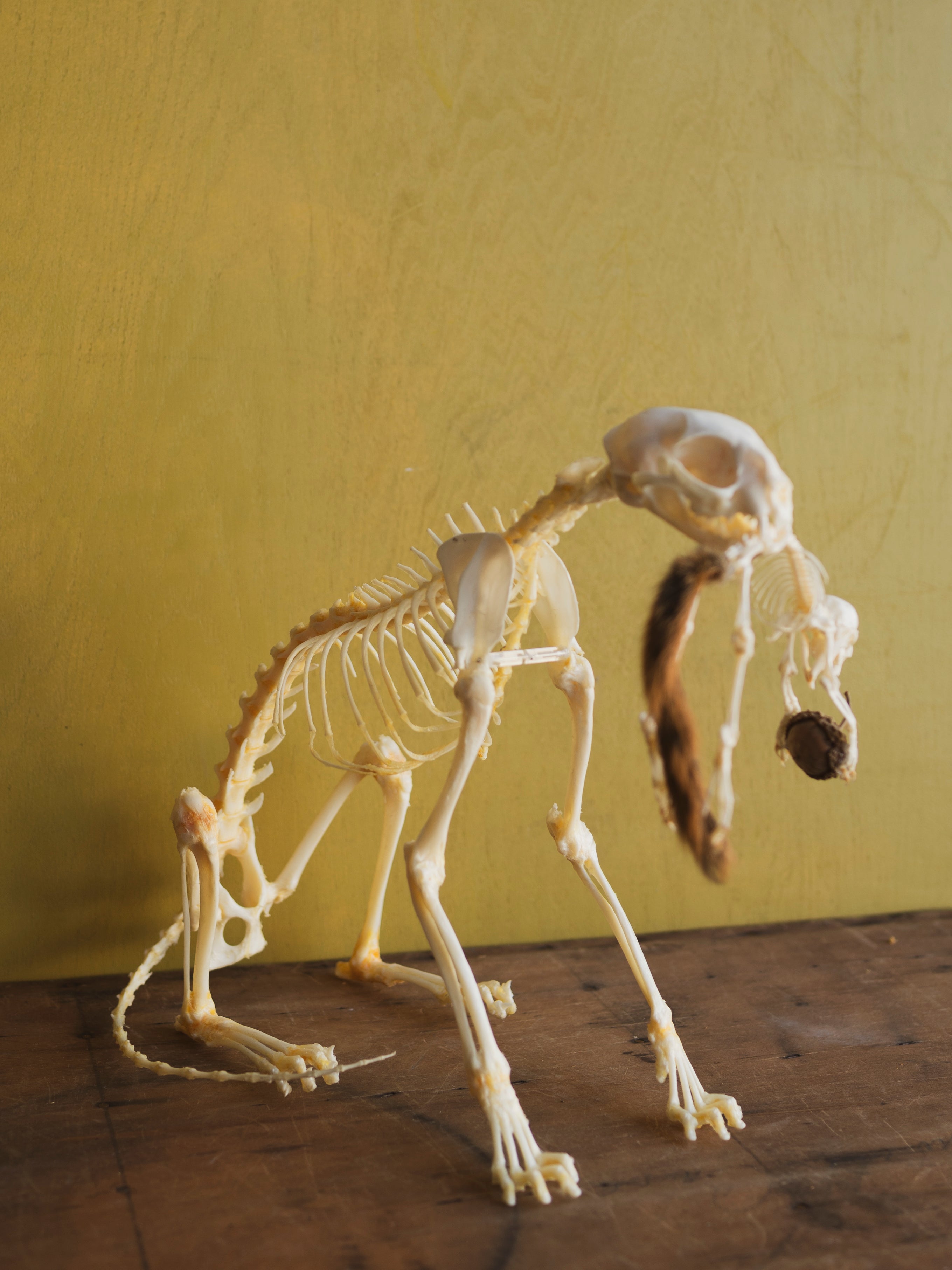 13" Articulated Full Body Cat and Squirrel Skeleton, CO80