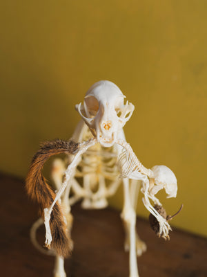 13" Articulated Full Body Cat and Squirrel Skeleton, CO80