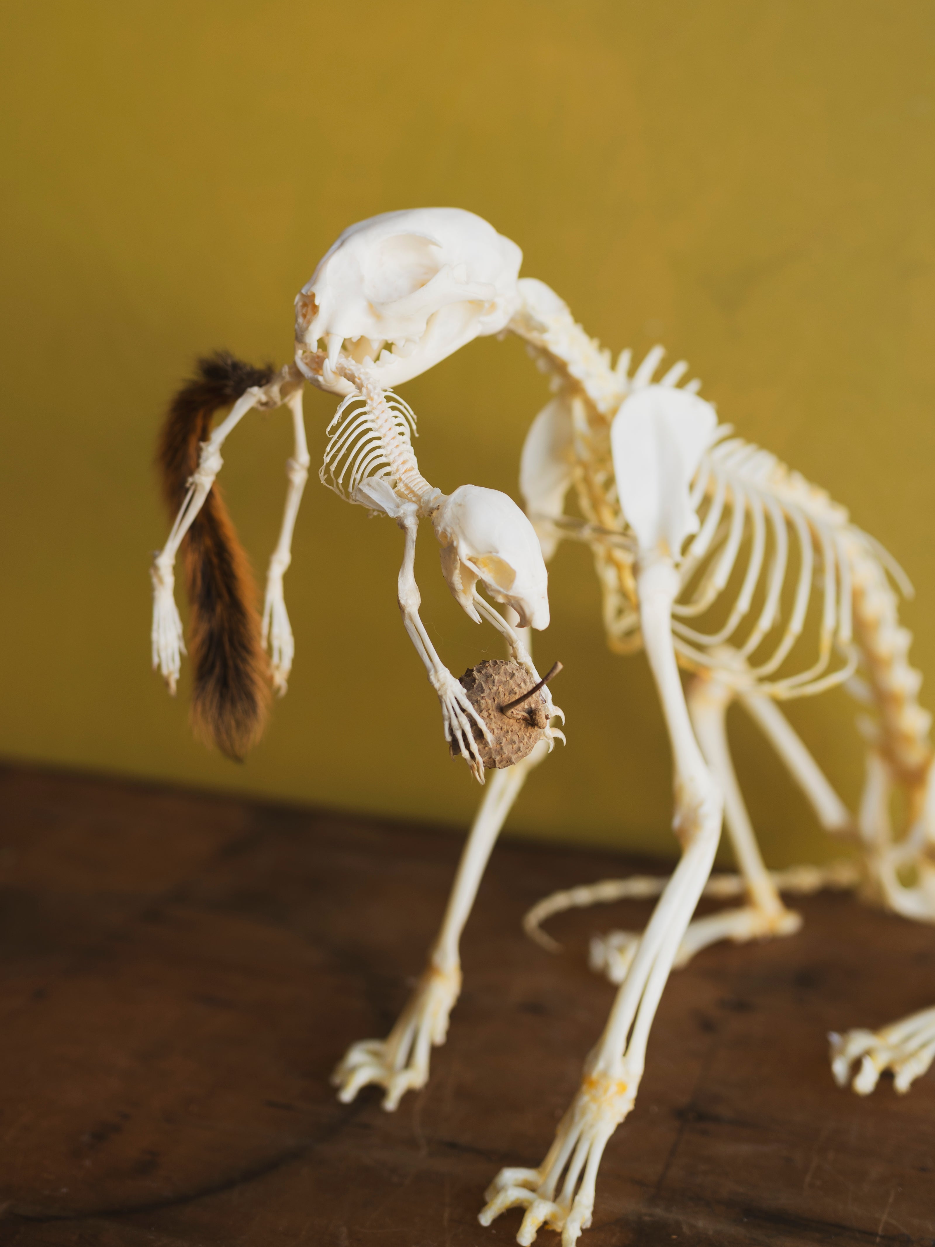 13" Articulated Full Body Cat and Squirrel Skeleton, CO80