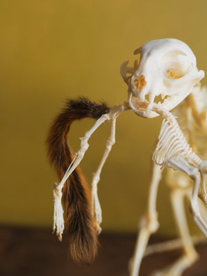 13" Articulated Full Body Cat and Squirrel Skeleton, CO80