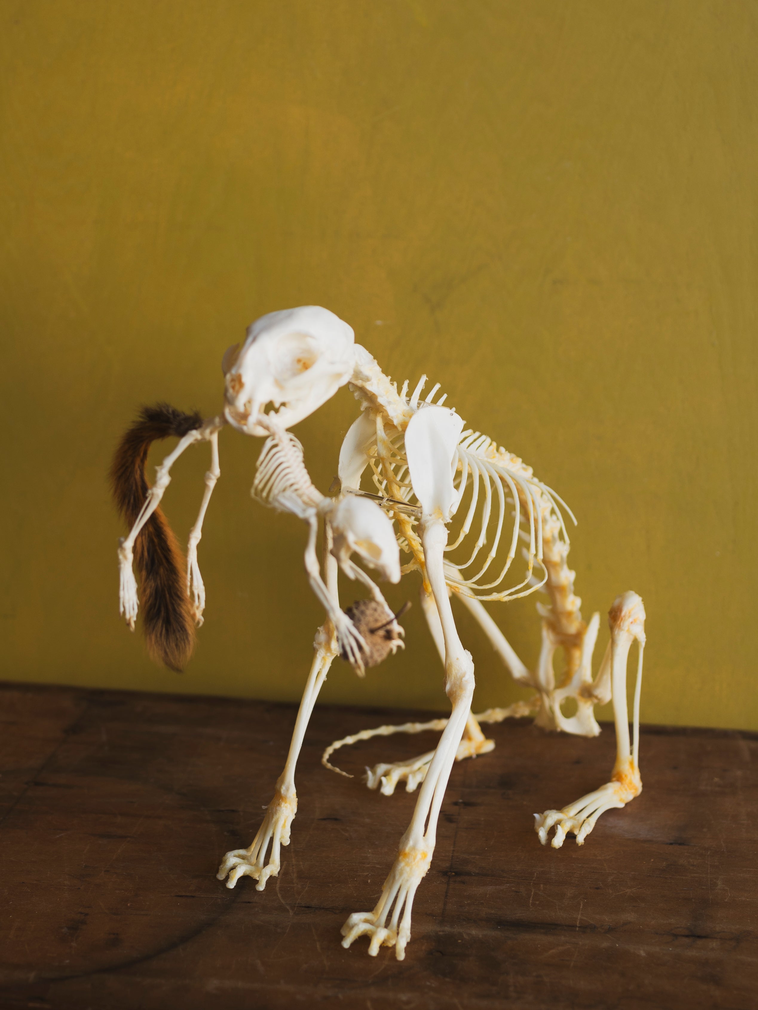 13" Articulated Full Body Cat and Squirrel Skeleton, CO80