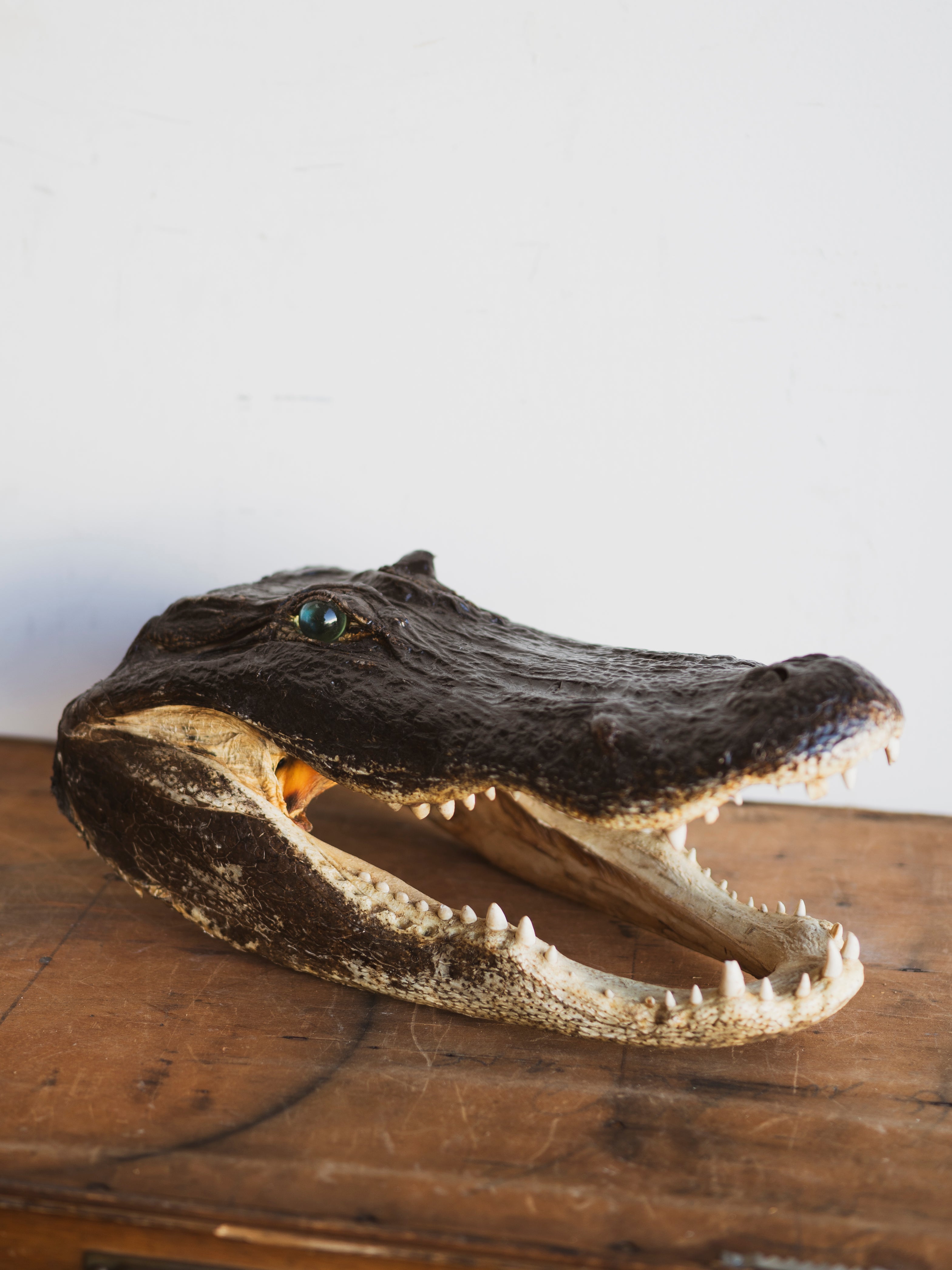 16" Mummified Alligator Head, PS151