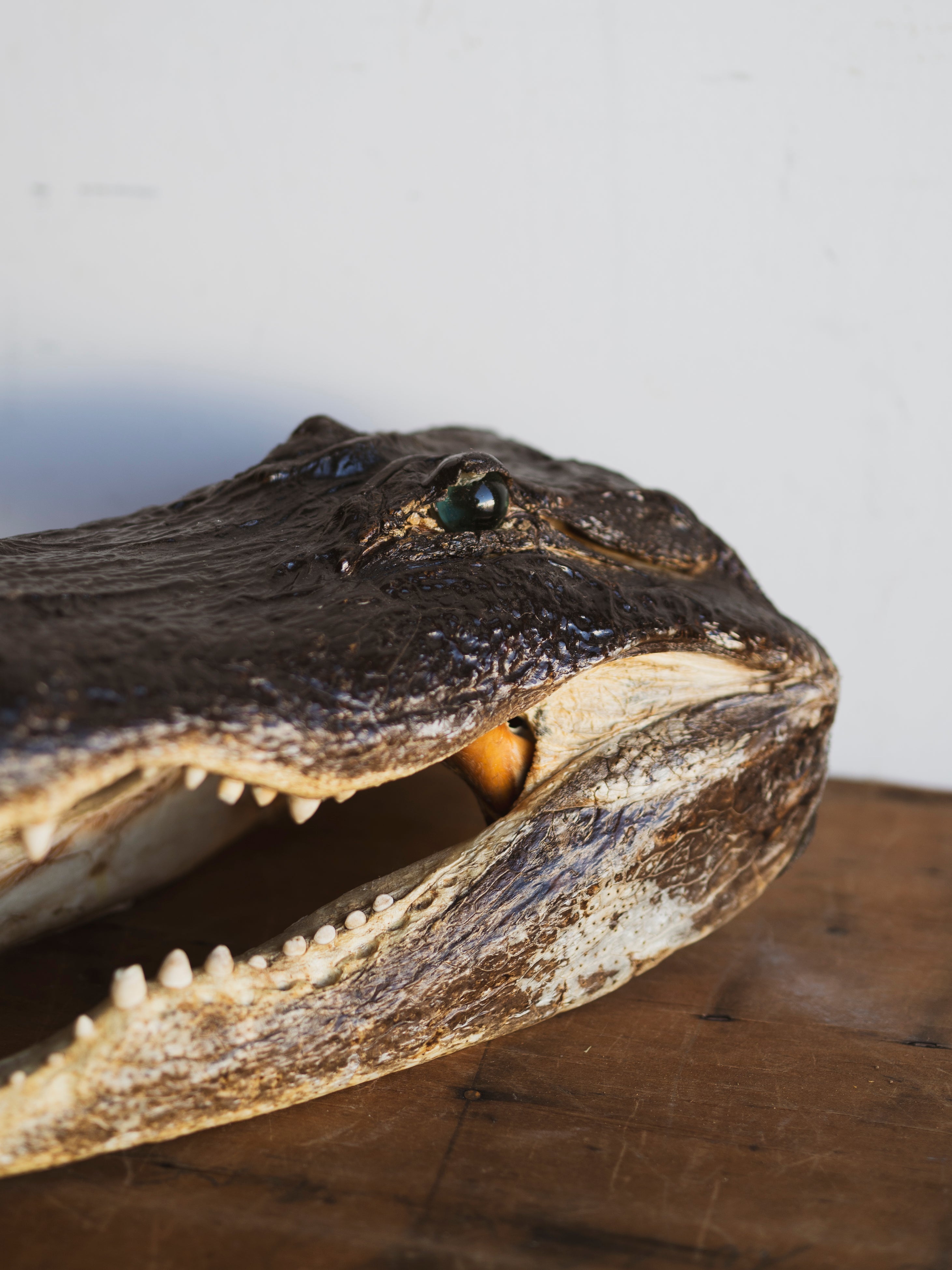 16" Mummified Alligator Head, PS151