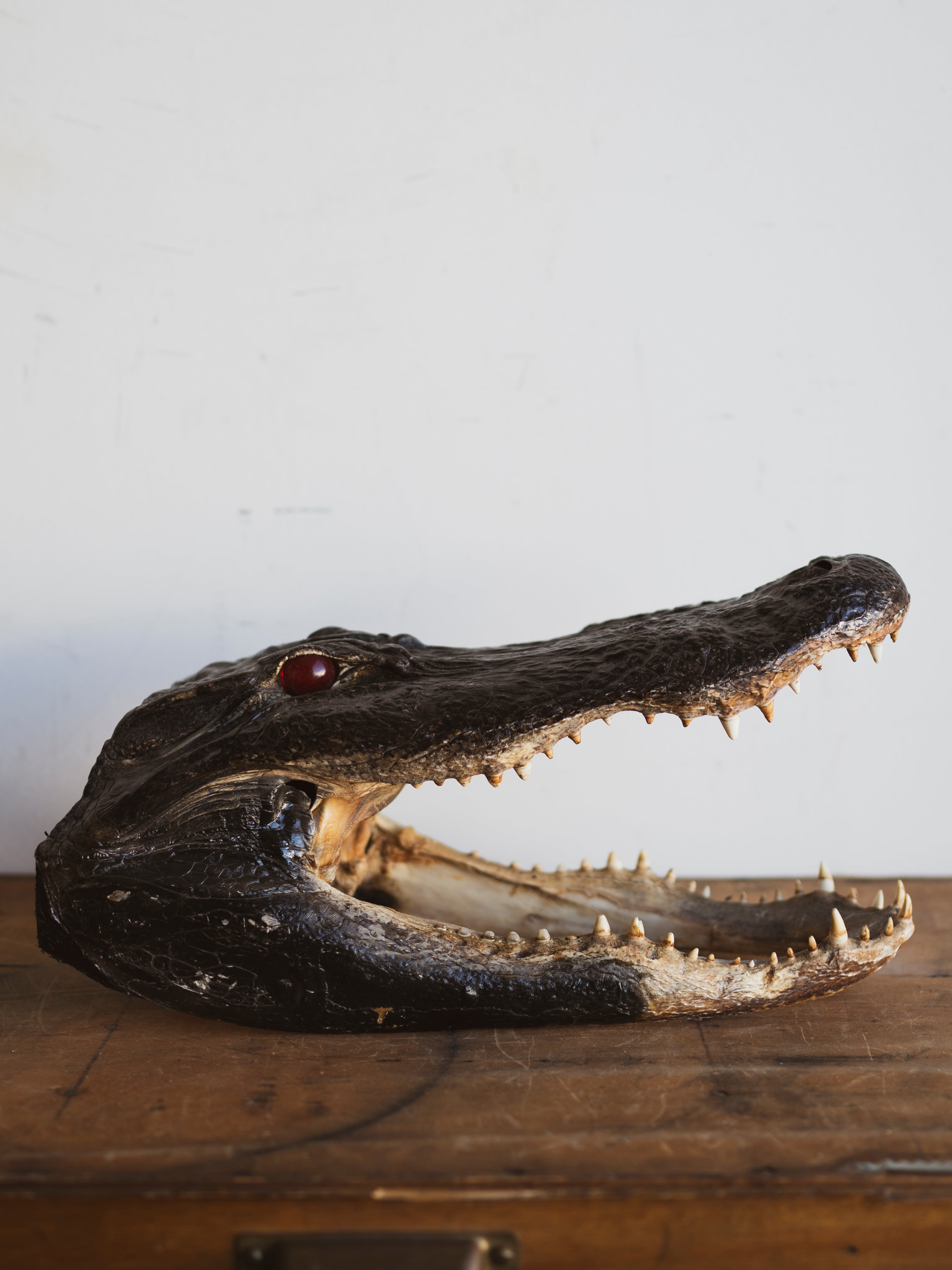 16" Mummified Alligator Head, PS151