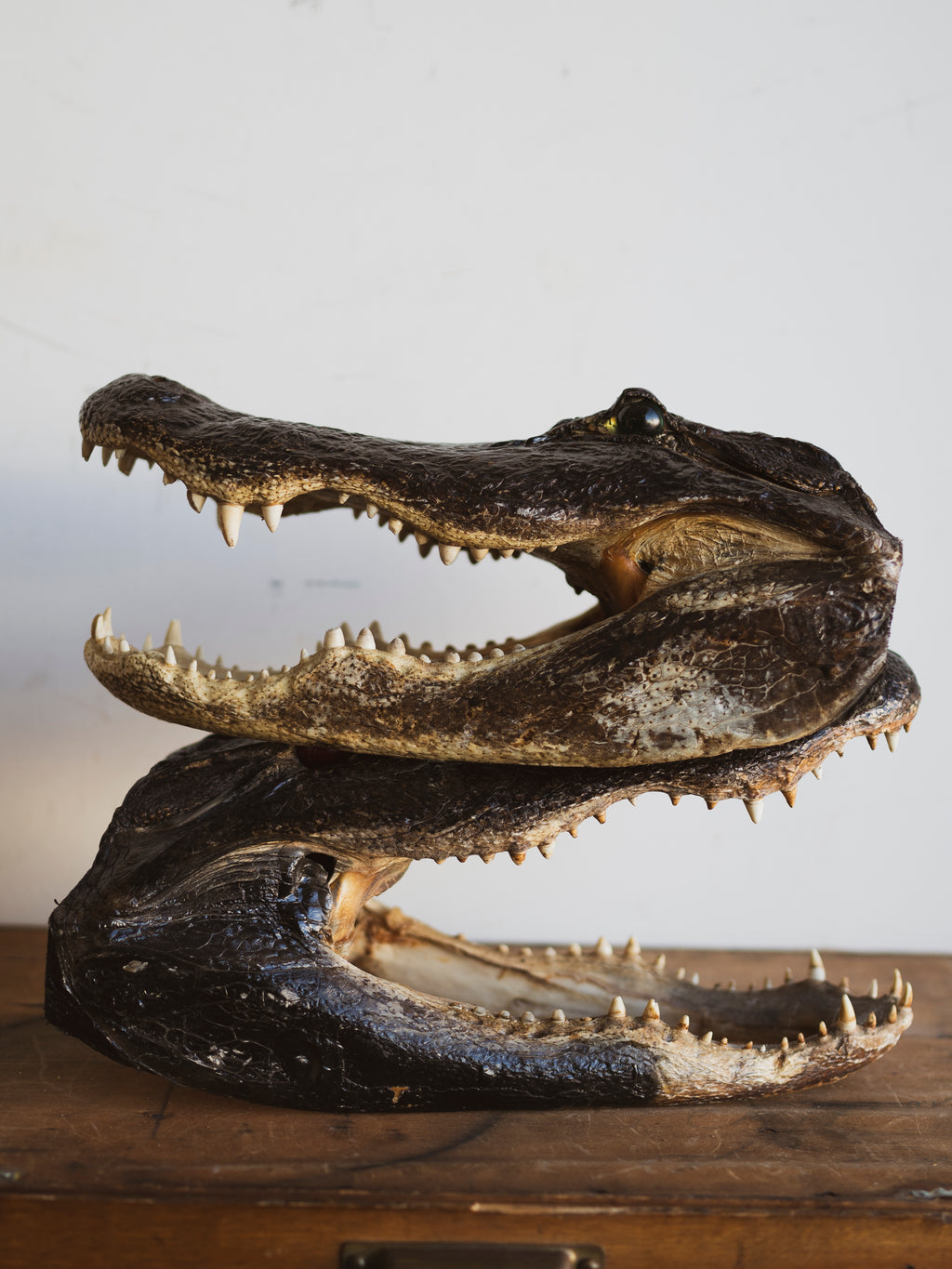 16" Mummified Alligator Head, PS151