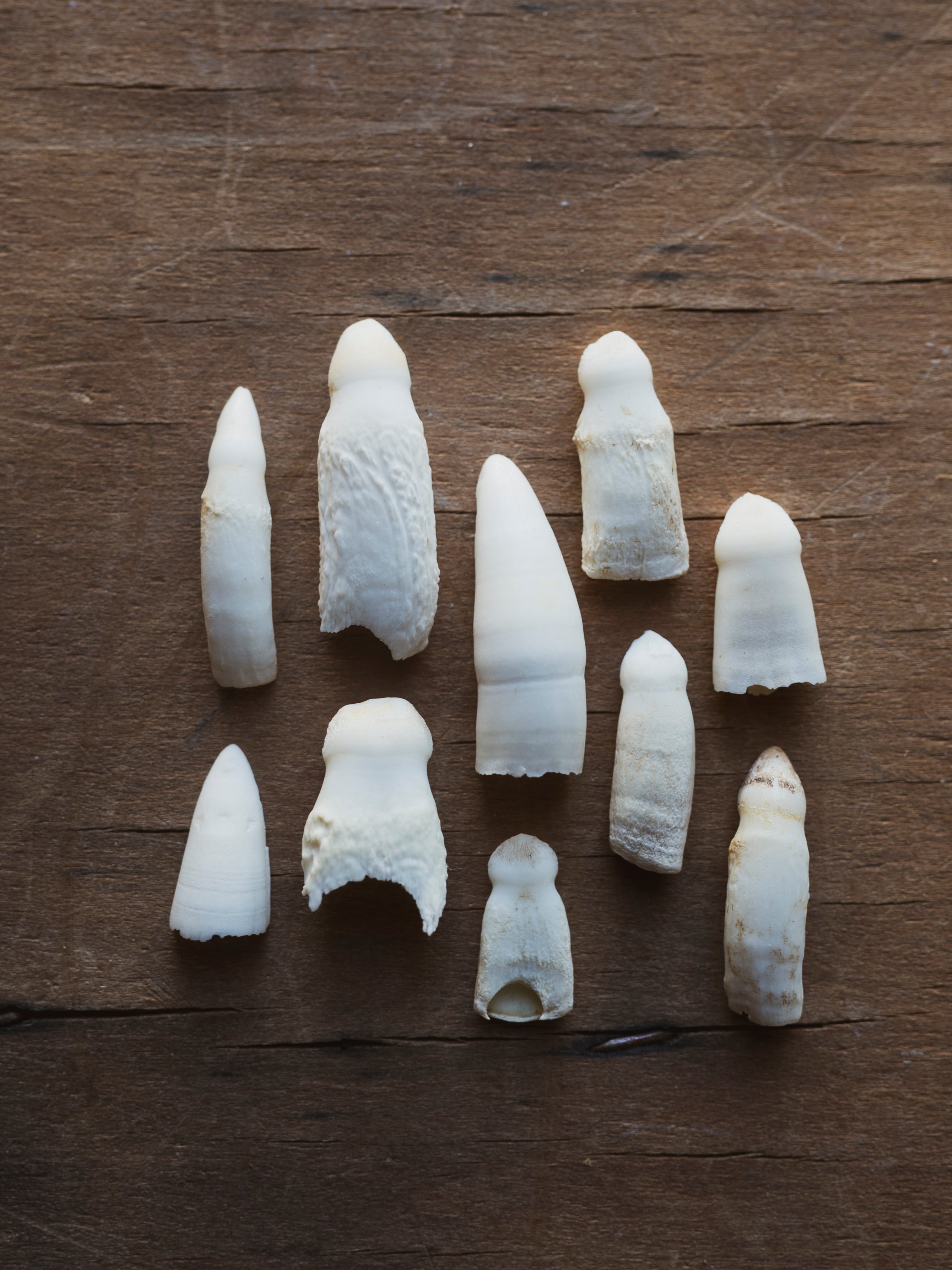 American Alligator Tooth, SB501