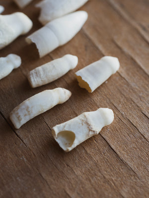 American Alligator Tooth, SB501