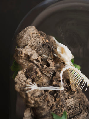 Articulated Full Body Sugar Glider Skeleton in Cloche by Luis